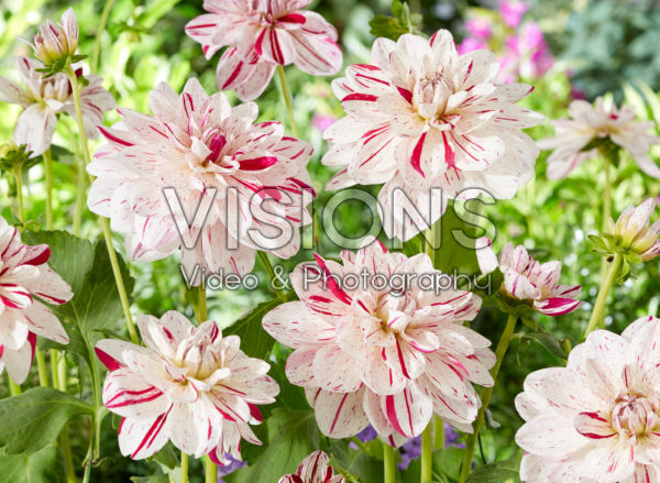 Dahlia Bright Diamond Dahlia Bright Diamond