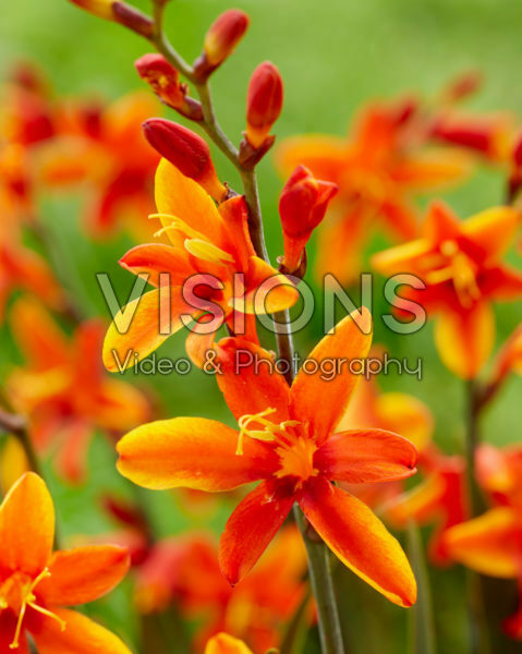 Crocosmia Bressingham Dark Fires