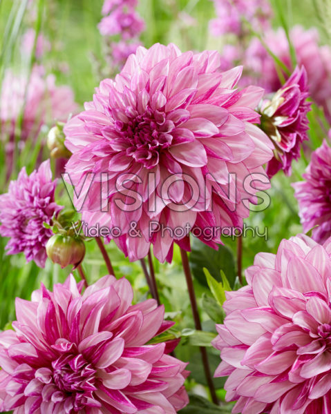 Dahlia Cranberry Classic Dahlia Cranberry Classic