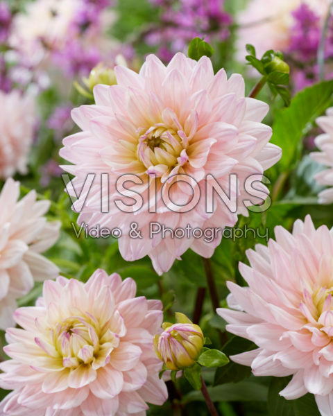 Dahlia Diana's Memory Dahlia Diana's Memory