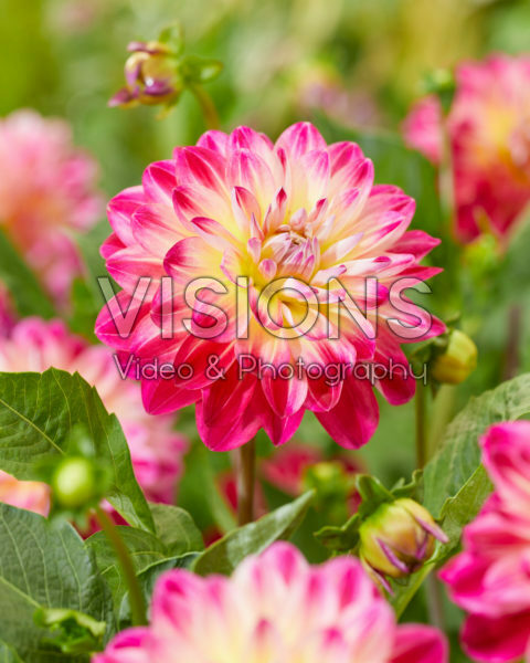 Dahlia Double Shine