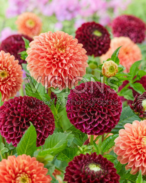 Dahlia Jowey Mirella, Jowey Linda Dahlia Jowey Mirella, Jowey Linda