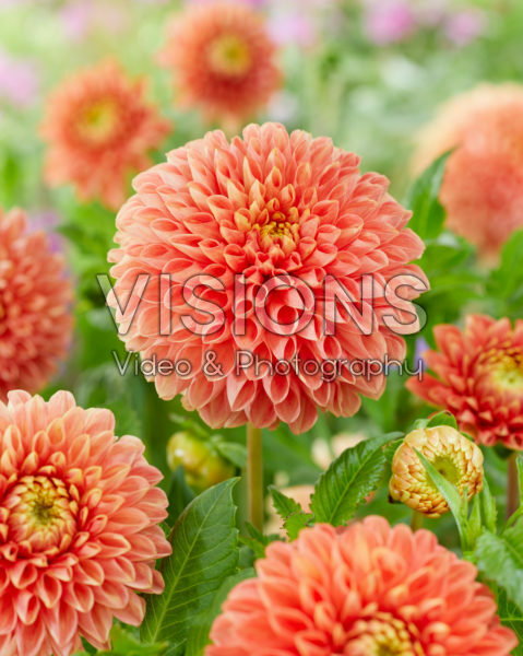 Dahlia Jowey Linda