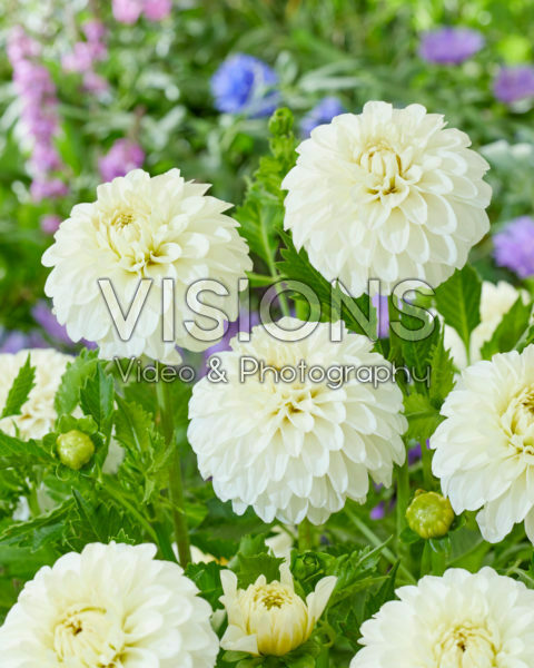 Dahlia White Trophy Dahlia White Trophy