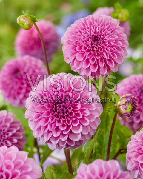 Dahlia Robann Regal