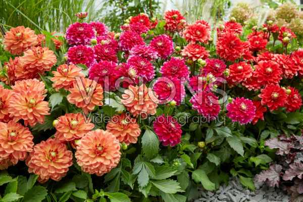 Dahlia Go Go combinatie