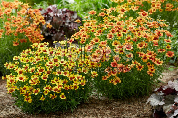 Coreopsis Twinklebells® Copper, Sunrise