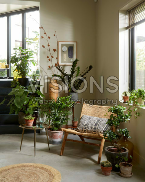Kamerplanten collectie Kamerplanten collectie