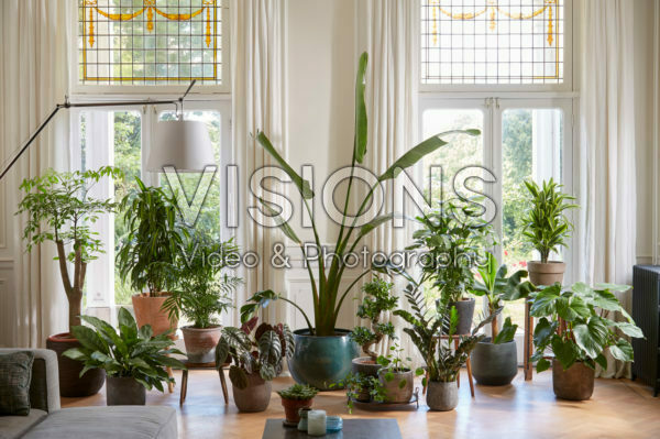 Kamerplanten collectie Kamerplanten collectie