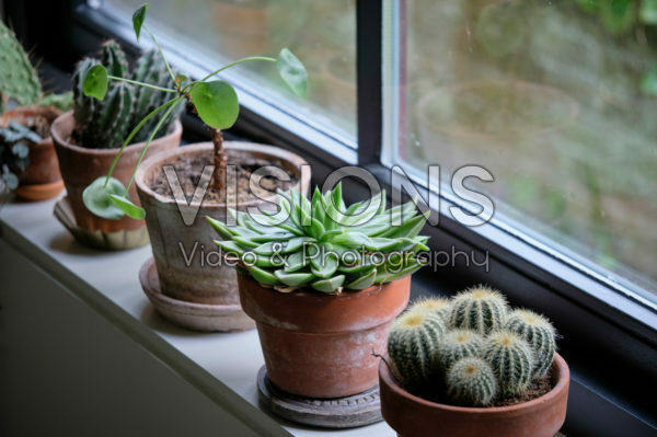Kamerplanten collectie Kamerplanten collectie