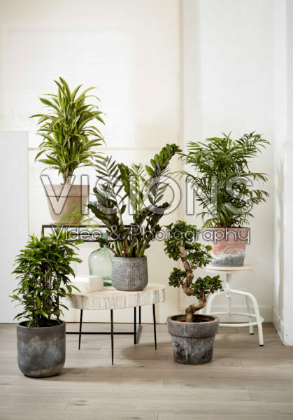 Kamerplanten collectie Kamerplanten collectie