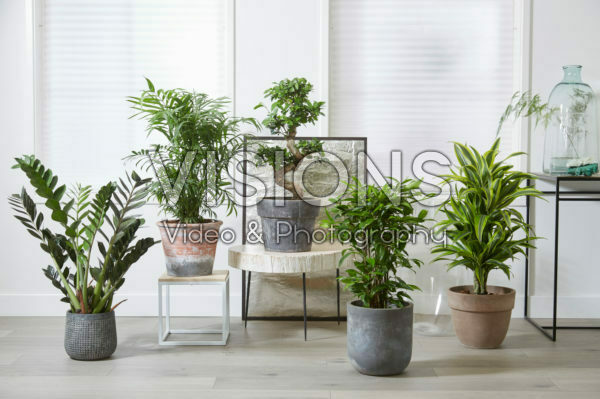 Kamerplanten collectie Kamerplanten collectie