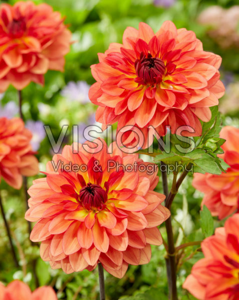 Dahlia Homeland Dahlia Homeland