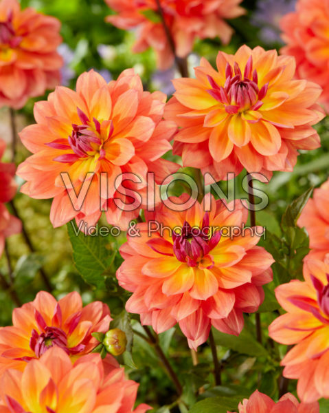 Dahlia Firepot Dahlia Firepot