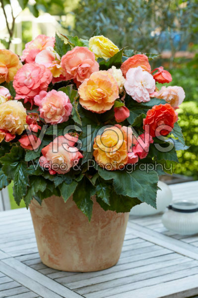 Begonia Bolero