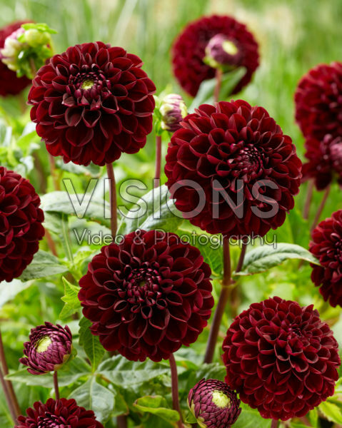 Dahlia Dark Spirit Dahlia Dark Spirit