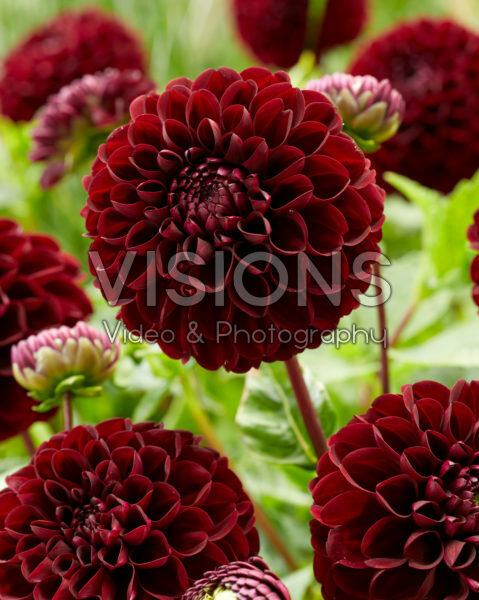 Dahlia Dark Spirit Dahlia Dark Spirit