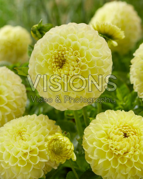 Dahlia Polventon Sup Dahlia Polventon Sup