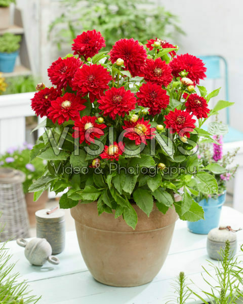 Dahlia Melody Mambo® 