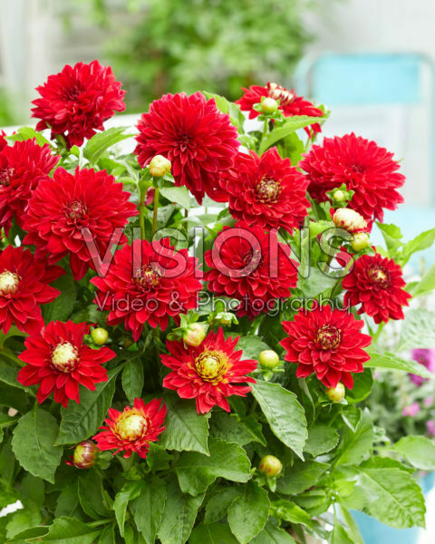 Dahlia Melody Mambo® Dahlia Melody Mambo®