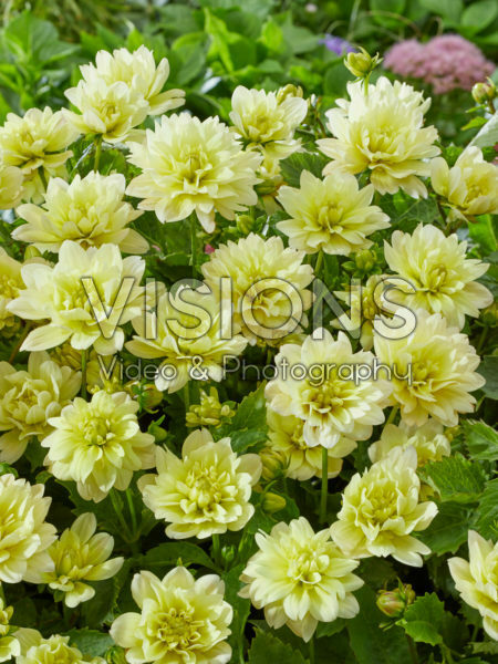 Dahlia Berliner Lemon Dahlia Berliner Lemon