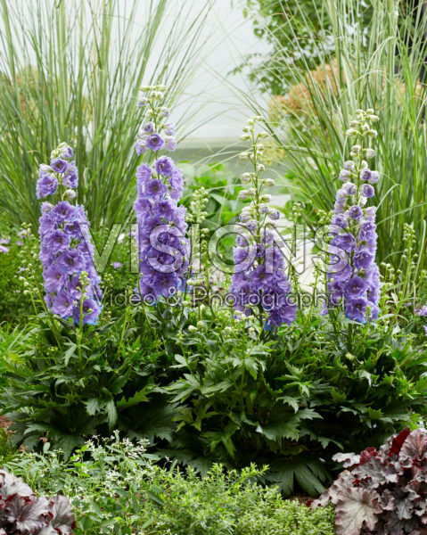 Delphinium Delgenius™ Shelby® Delphinium Delgenius™ Shelby®