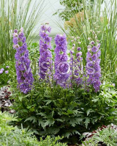 Delphinium Delgenius™ Breezin® Delphinium Delgenius™ Breezin®