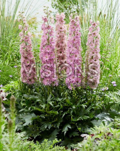Delphinium Delgenius™ Juliette® Delphinium Delgenius™ Juliette®
