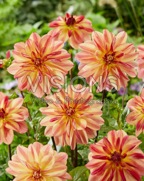 Dahlia Happy Butterfly Dahlia Happy Butterfly
