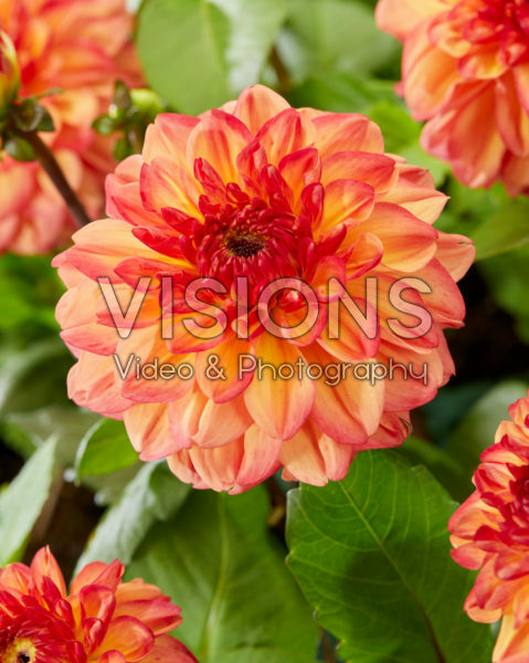 Dahlia Switch