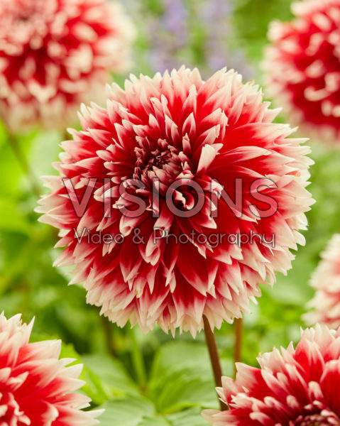 Dahlia Red and White Fubuki Dahlia Red and White Fubuki