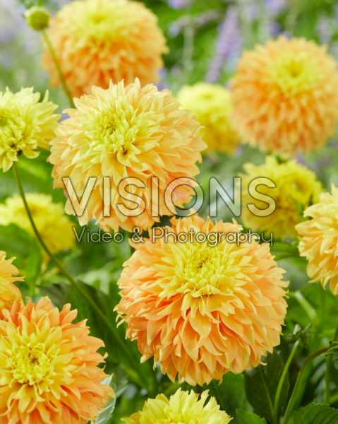 Dahlia Deep Impact