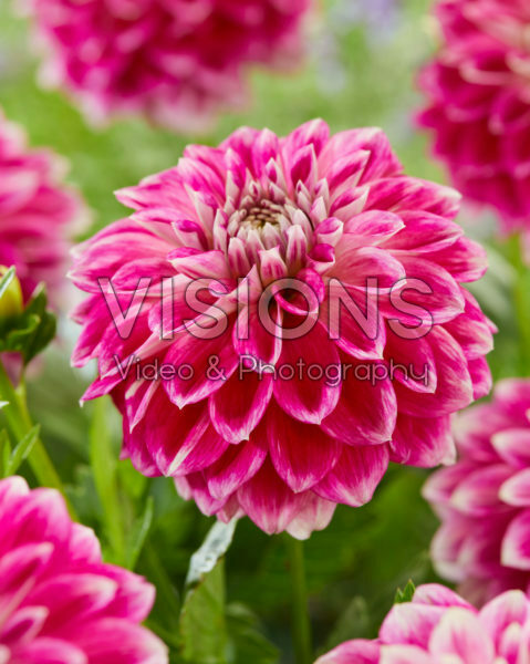 Dahlia Double Shine stock photo by Visions, Image: 0968104