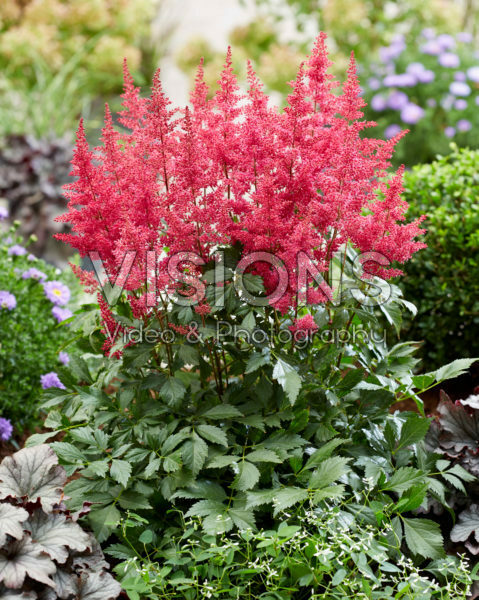 Astilbe arendsii ST Rood Astilbe arendsii ST Rood