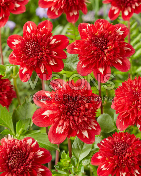 Dahlia Double Shine stock photo by Visions, Image: 0968104