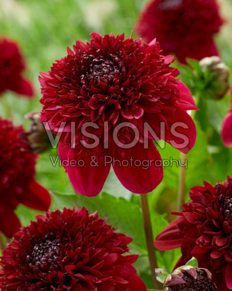 Dahlia red