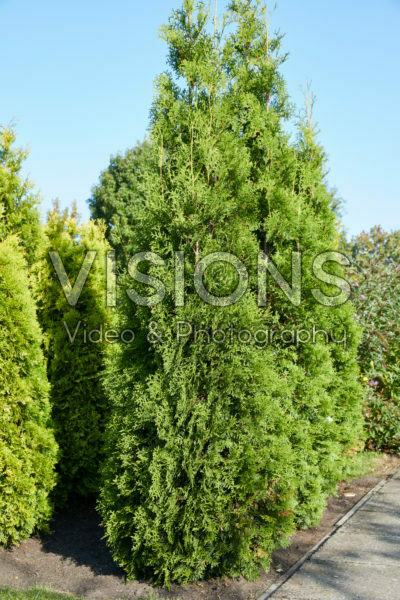 Thuja occidentalis King of Brabant