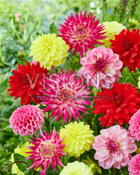 Dahlia gemengd Dahlia gemengd