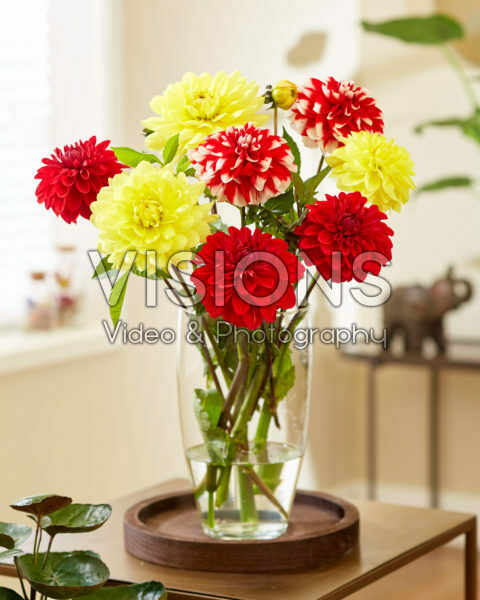 Mixed dahlias in vase