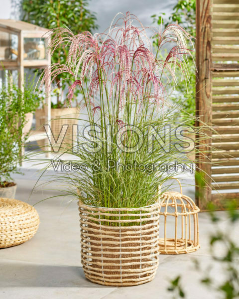 Miscanthus sinensis Silver Cloud Miscanthus sinensis Silver Cloud