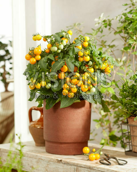 Solanum lycopersicum James F1 Geel