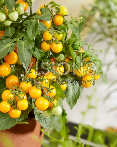 Solanum lycopersicum James F1 Geel
