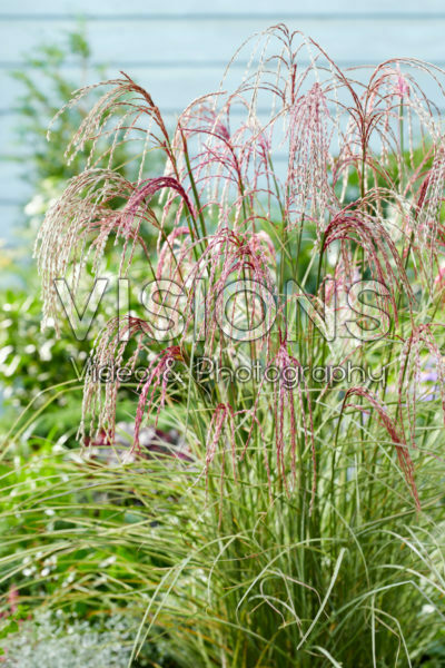 Miscanthus sinensis Silver Cloud Miscanthus sinensis Silver Cloud