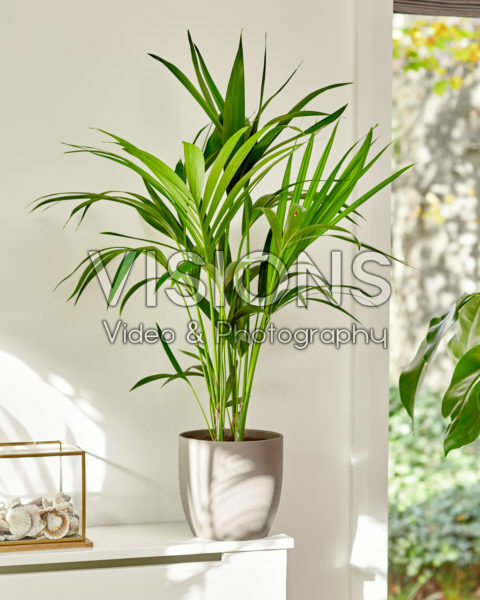 Howea forsteriana Howea forsteriana