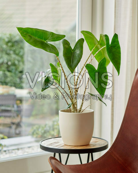Alocasia Zebrina Alocasia Zebrina
