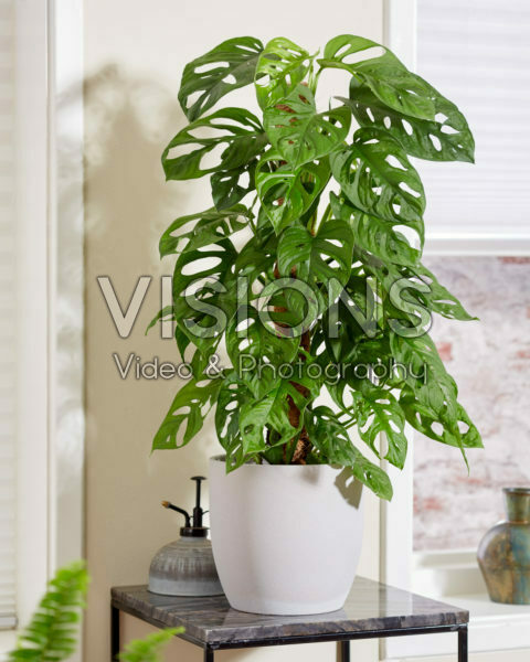 Monstera Monkey Leaf