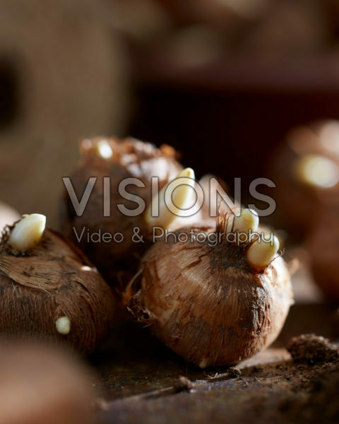 Crocus vernus bollen Crocus vernus bollen
