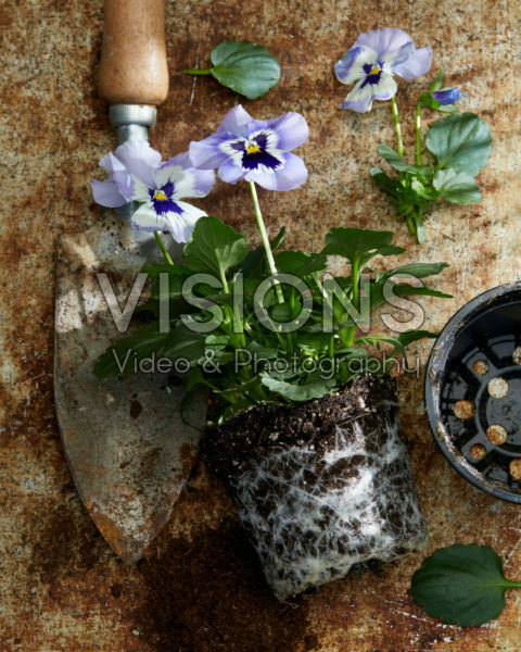 Planting Viola Planting Viola