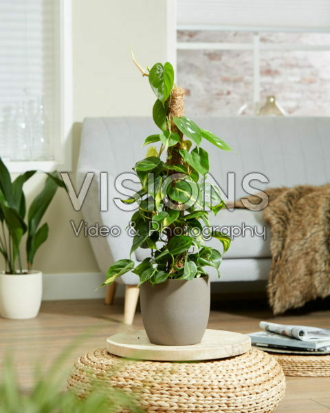 Philodendron scandens Brasil Philodendron scandens Brasil