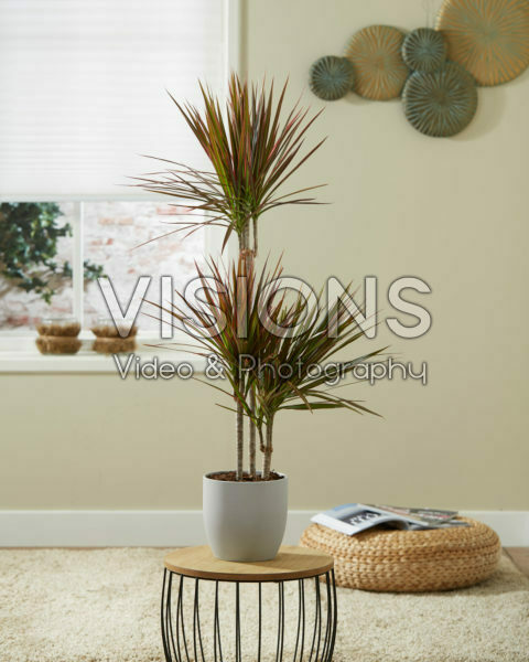 Dracaena marginata Colorama Dracaena marginata Colorama